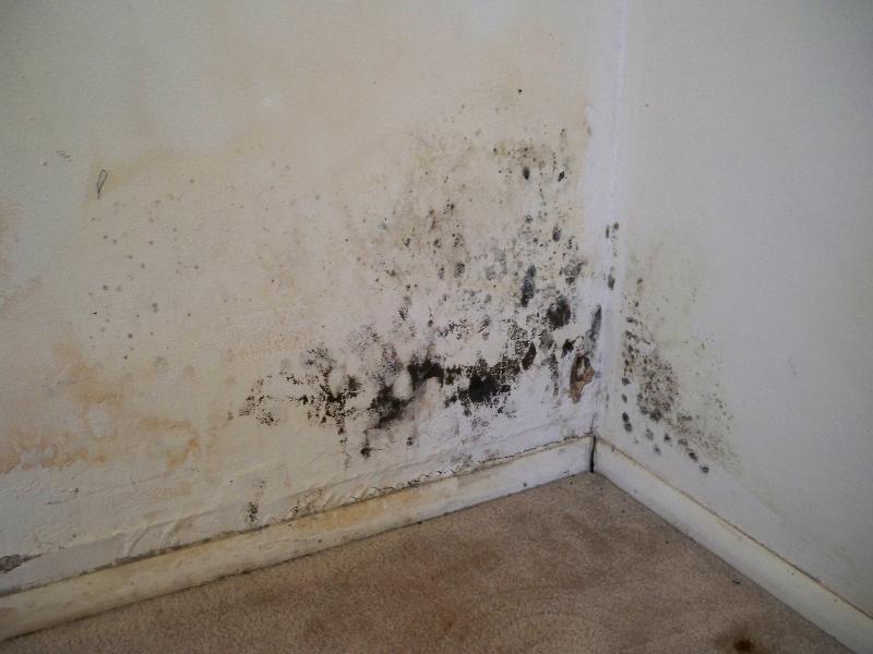 Difference Between Mold And Mildew