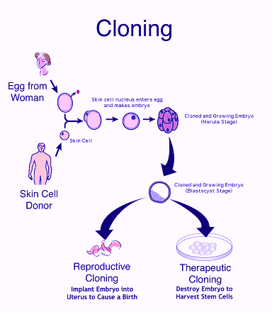 Therapeutic cloning Pros and Cons, Definition, Benefits