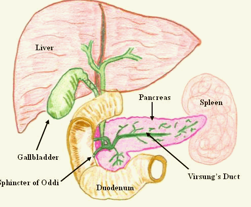 Spleen - Pain, Location, Normal Size, Anatomy, Problems